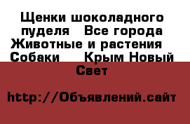 Щенки шоколадного пуделя - Все города Животные и растения » Собаки   . Крым,Новый Свет